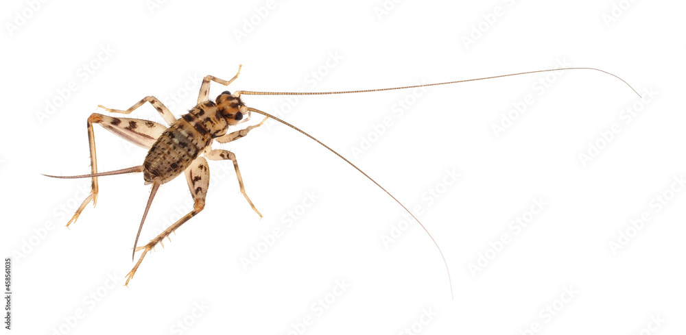 Wingless house-cricket isolated on white background, Gryllomorpha dalmatina Wingless house-cricket isolated on white background, Gryllomorpha dalmatina