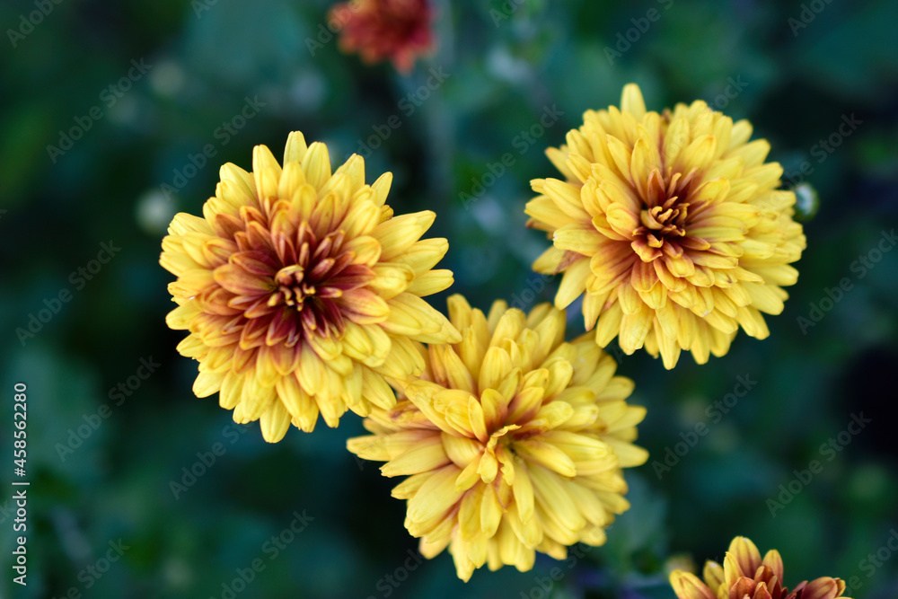 Yellow and red beautiful chrysanthemum in the garden Yellow and red beautiful chrysanthemum in the garden