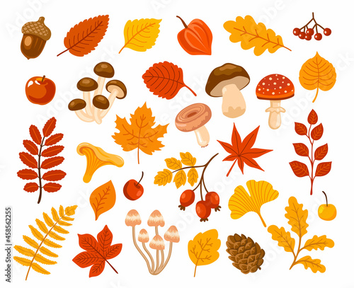 Autumn foliage, various mushrooms, acorn, berries, cedar cone. Fall collection. Set of isolated forest elements. Vector hand drawn cartoon illustrations.