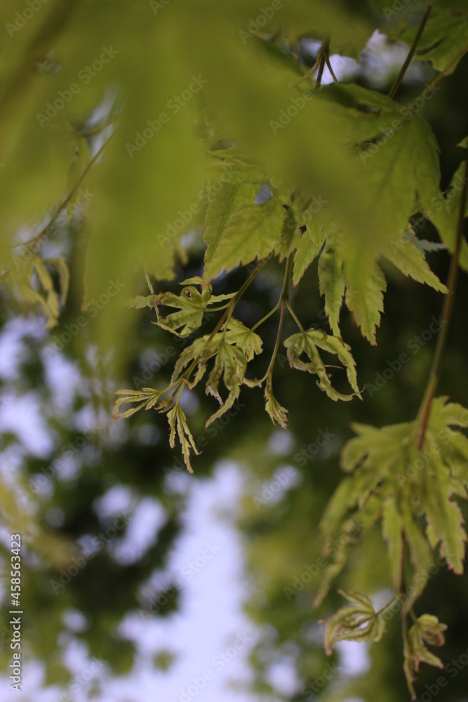 Leaves and Trees Leaves and Trees