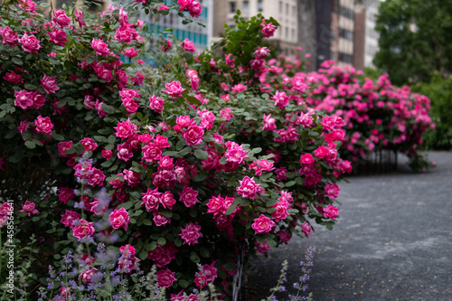 Fototapeta Naklejka Na Ścianę i Meble -  Beautiful Pink Rose Bushes at Union Square Park in New York City during Spring