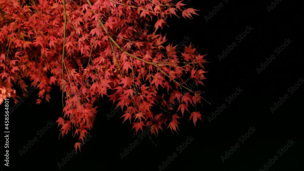 Wind is blowing red maple leaves at night in autumn Wind is blowing red maple leaves at night in autumn