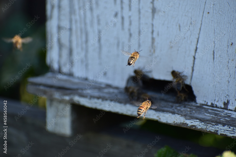 Various bees fluttering in and out of a drawer
Various bees fluttering in and out of a drawer