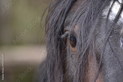 Eye and forehead of a brown and white horse looking at the camera. Its fur covers its face.

