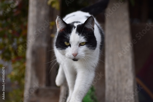 Very Serious and Angry White and Black Cat Walking Towards the Camera, Cat With Greenish Yellow Eyes