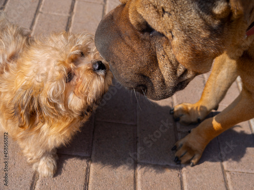 Two dogs of different colors Sharpey and Russian Colored Bologna puppy sniffing each other in Greece  photo