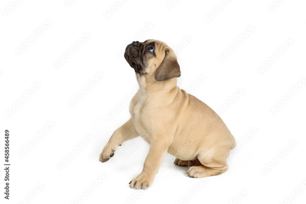 happy puppy bullmastiff playing in studio shot happy puppy bullmastiff playing in studio shot