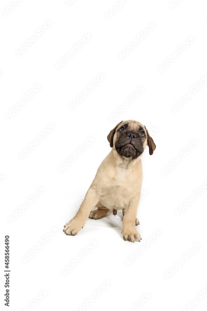 happy puppy bullmastiff playing in studio shot 