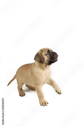 happy puppy bullmastiff playing in studio shot 