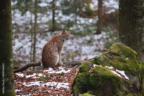 Photography Euroasian lynx in the bavarian national park in eastern germany, european wild c