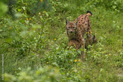 Photography Euroasian lynx in the bavarian national park in eastern germany, european wild c