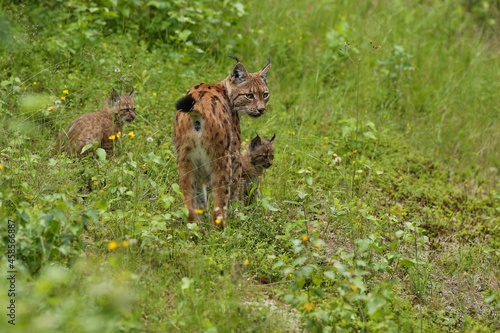 Photography Euroasian lynx in the bavarian national park in eastern germany, european wild c