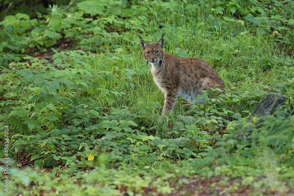 Euroasian lynx in the bavarian national park in eastern germany, european wild cats, animals in european forests, lynx lynx Euroasian lynx in the bavarian national park in eastern germany, european wild cats, animals in european forests, lynx lynx