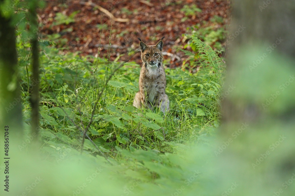 Obraz premium Euroasian lynx in the bavarian national park in eastern germany, european wild cats, animals in european forests, lynx lynx 