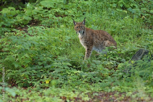Photography Euroasian lynx in the bavarian national park in eastern germany, european wild c