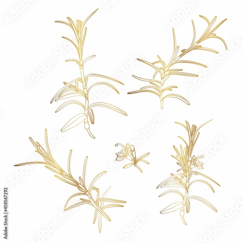 Set of hand drawn golden rosemary branches.  Herbs and Spices Collection Rosemary sketch.