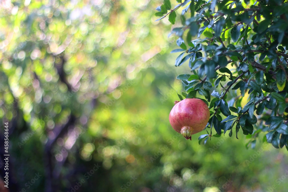 Fresh pomegranate on the tree. Selective focus. Fresh pomegranate on the tree. Selective focus.