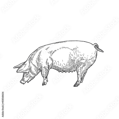 Adult Pig Hand Drawn Vector Illustration. Abstract Domestic Animal Sketch. Engraving Style Drawing. Isolated