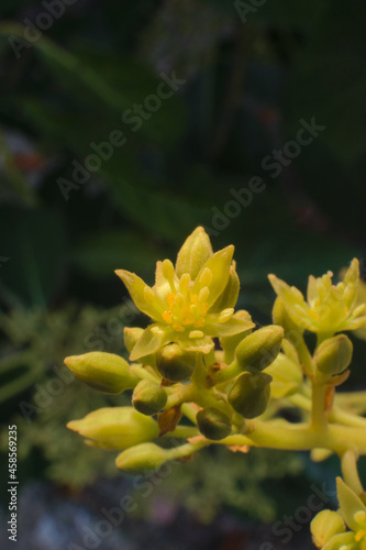 avocado blossom at flowering time in the tropical valley of almuñecar.
