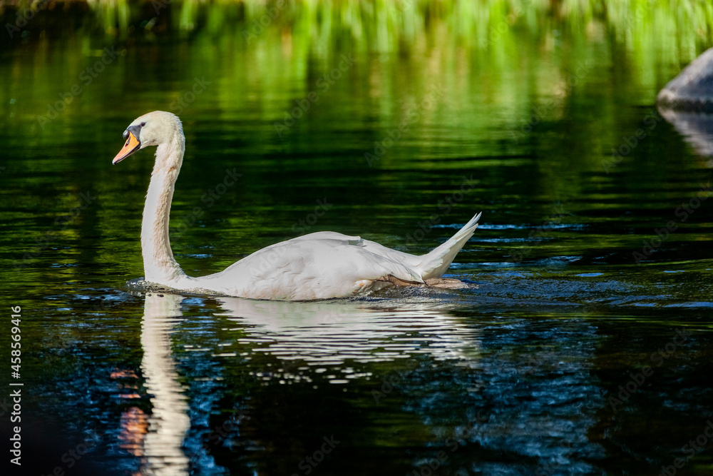 Beautiful majestic white swan in water. Beautiful majestic white swan in water.