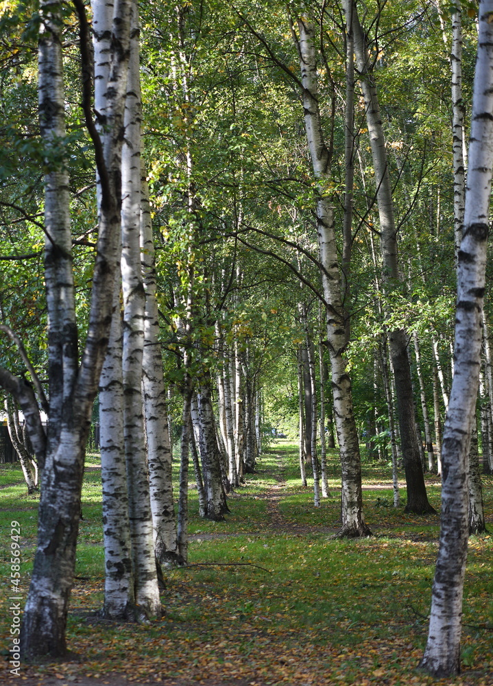 Obraz premium A long birch alley in early autumn