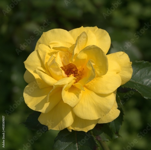 A beautiful yellow flower in the park
