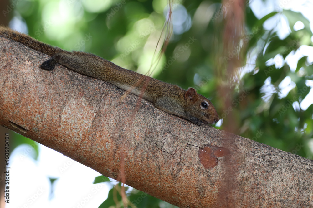 Fototapeta premium squirrel on tree