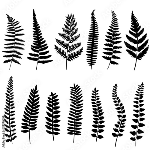 Fern tropical plants collection svg vector illustration