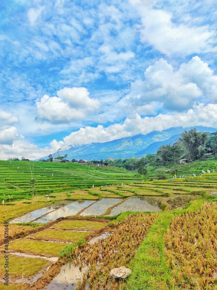 Ricefield with Mountain View in Indonesia
