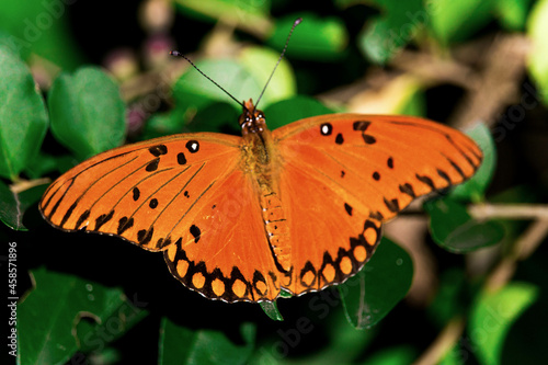 Butterfly on leaf