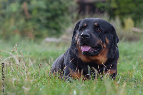 lying rottweiler in the grass
