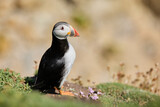 puffin standing on a rock cliff . fratercula arctica