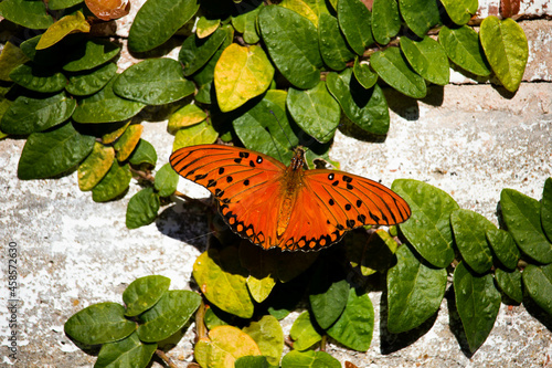 Orange butterfly on green leaves