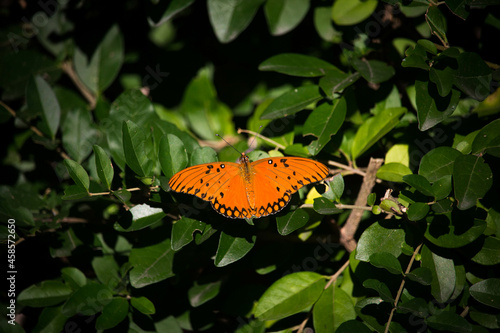 Orange butterfly on green leaves