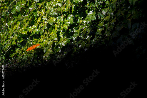 Orange butterfly on green leaves
