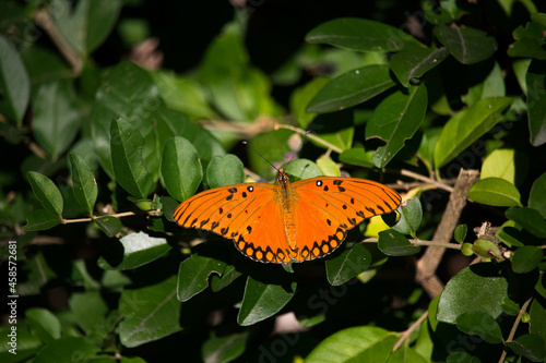 Orange butterfly on green leaves