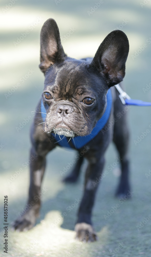 10-Month-Old Brindle Male Frenchie. Off-leash dog park in Northern California.