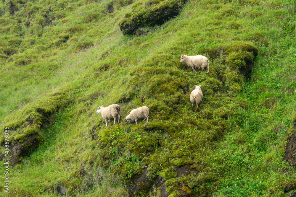 Fototapeta premium Sheep grazing on a steep slope in Iceland