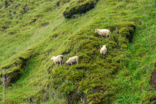 Sheep grazing on a steep  slope in Iceland © Delphotostock