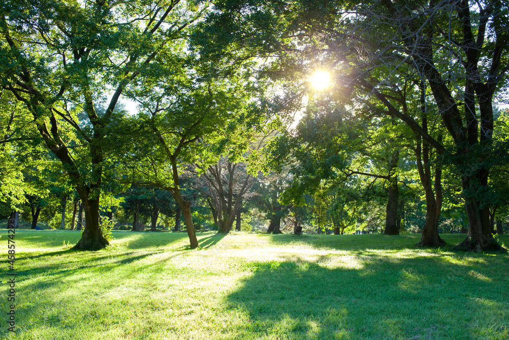 sunshine garden