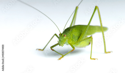 Large green katydid isolated on a white background. Selective focus.