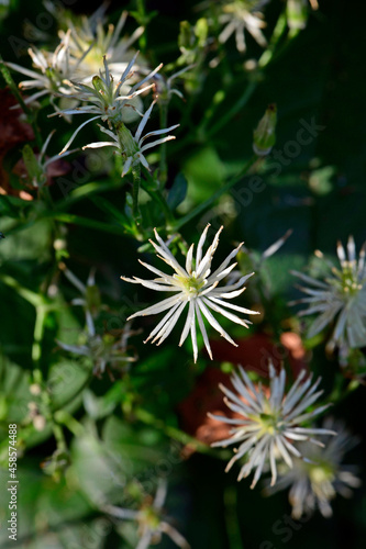 Old man s beard  traveller s joy    Gew  hnliche Waldrebe  Clematis vitalba 