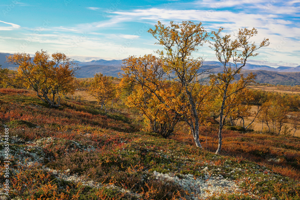 Fototapeta premium Forollhogna national Park