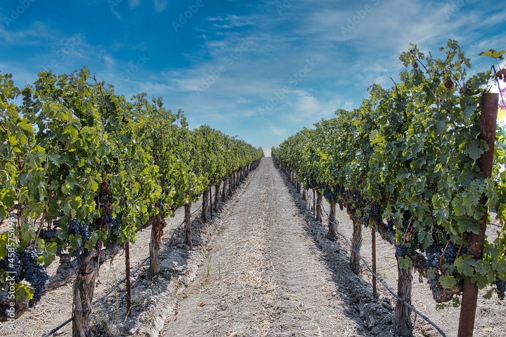 Winery in Napa Valley, California