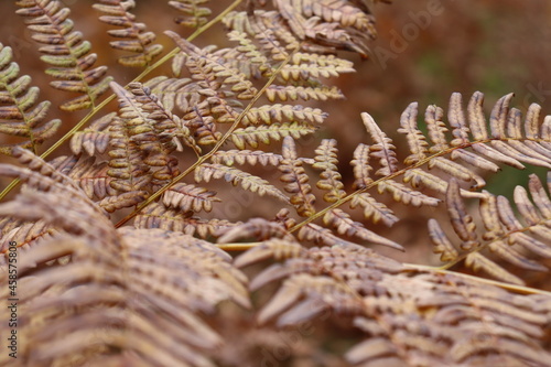 Autumn fern leaves wilted