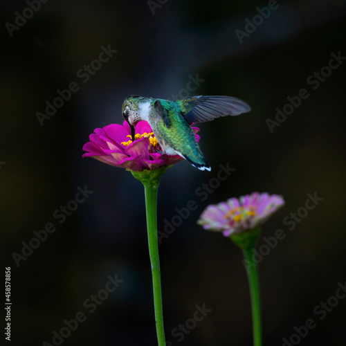 hummingbird on flower with dark background