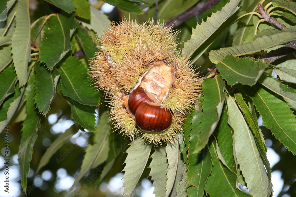 open hedgehog with chestnuts inside hanging on a tree in a forest in Tuscany, Italy.