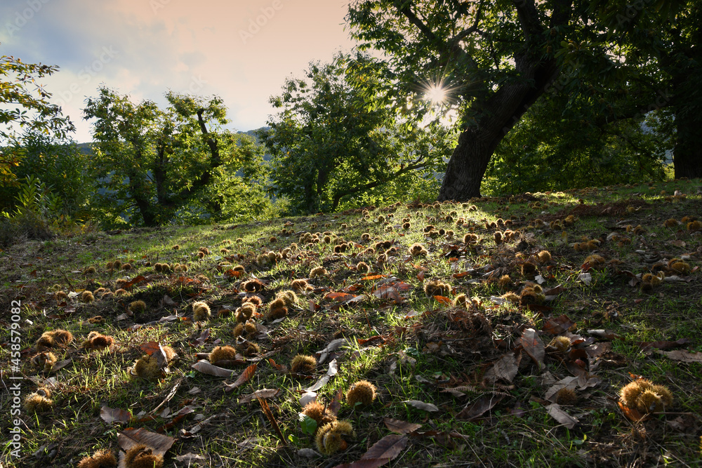 Autumn. Chestnut forest in the Tuscan mountains. Hedgehogs and chestnuts fall to the ground. Time for the chestnuts harvest. shot from below. Autumn. Chestnut forest in the Tuscan mountains. Hedgehogs and chestnuts fall to the ground. Time for the chestnuts harvest. shot from below.