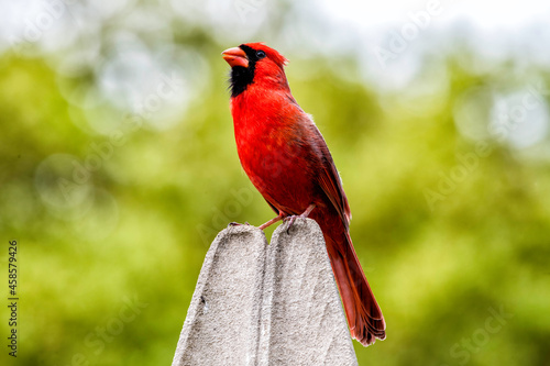 Cardinal