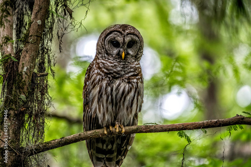 Barred Owl